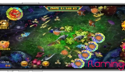 Why You Should Play Fish Game Gambling